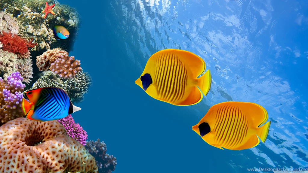 Desktop Aquarium HD Desktop Wallpapers : Widescreen : High ...