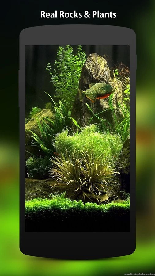 3D Fish Aquarium Wallpapers HD Android Apps And Tests AndroidPIT