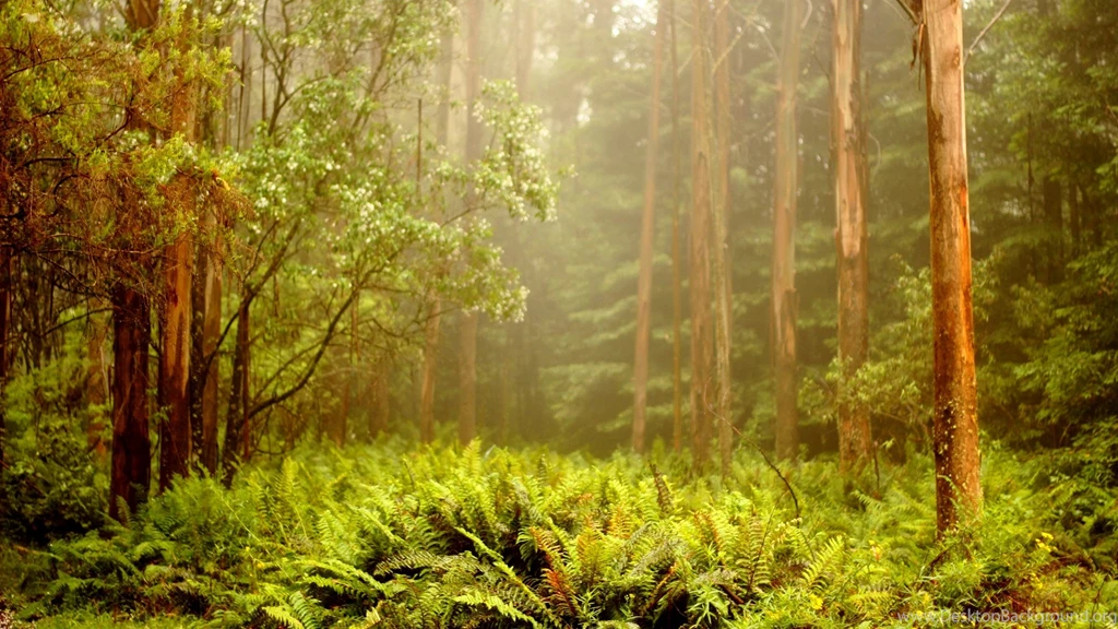 Beautiful Scenery Wallpapers Wallpapers HD Wallpapers 91978