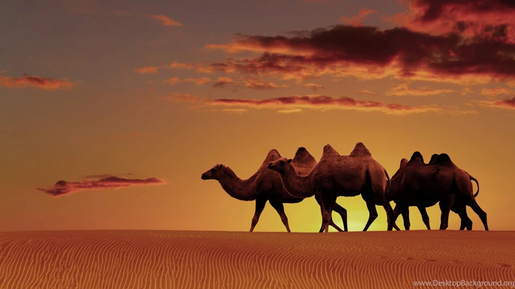 Arabian Desert Oasis Sunset