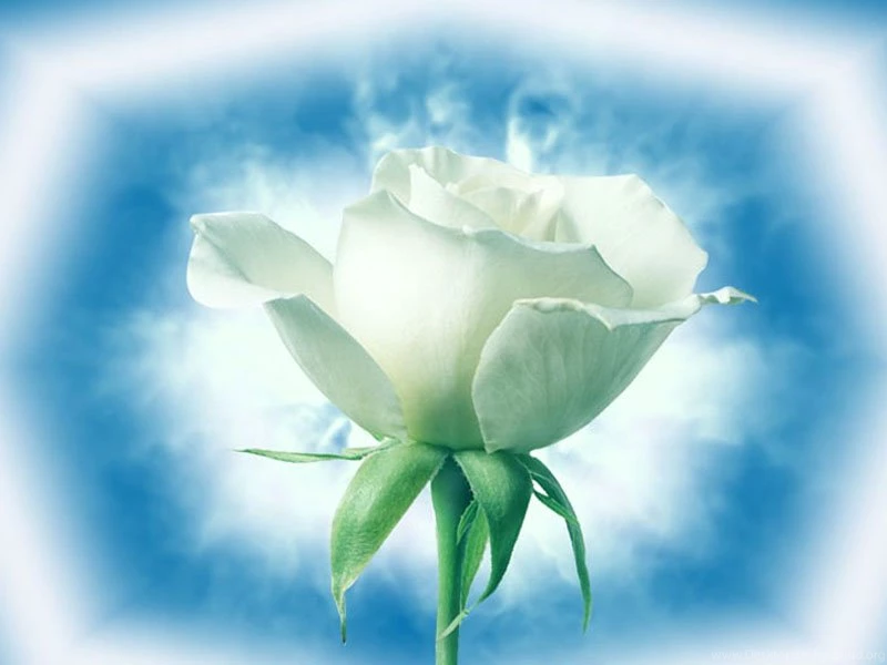 Wallpapers Beautiful Girls Nature Flowers In The World Hd Fan Full ...