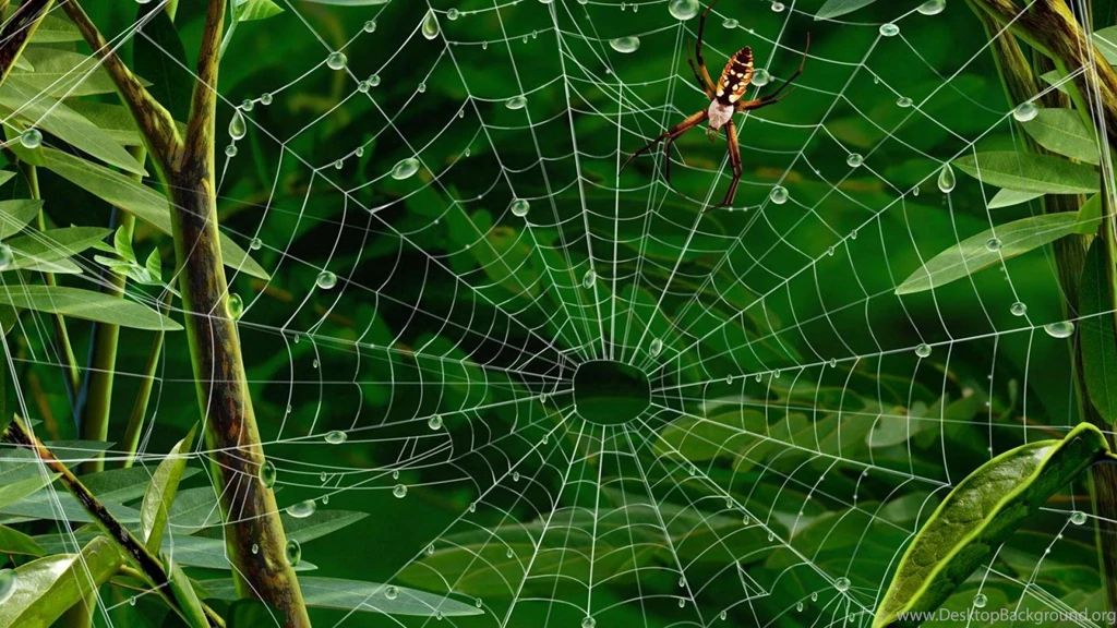 Hires Spiders 492617 Wallpapers   (