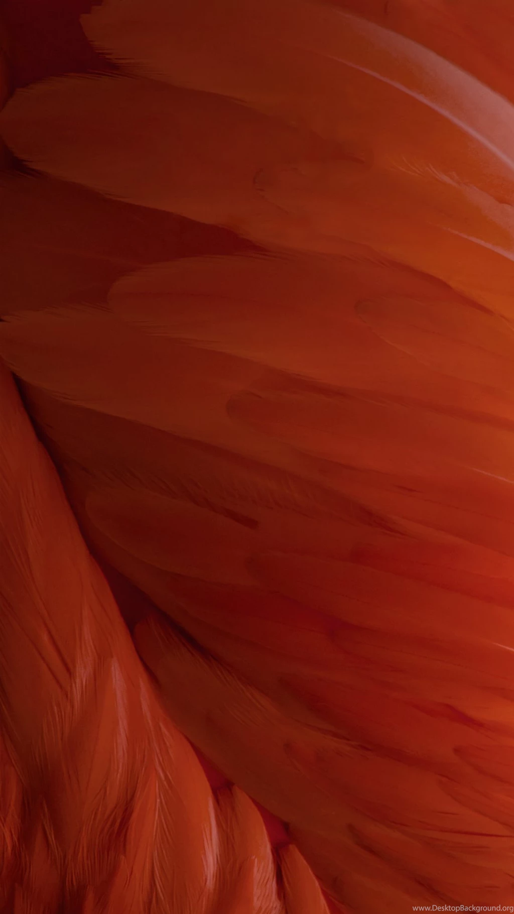 IOS9 Wallpapers Feather Pattern Art iPhone 6 Wallpapers Download ...