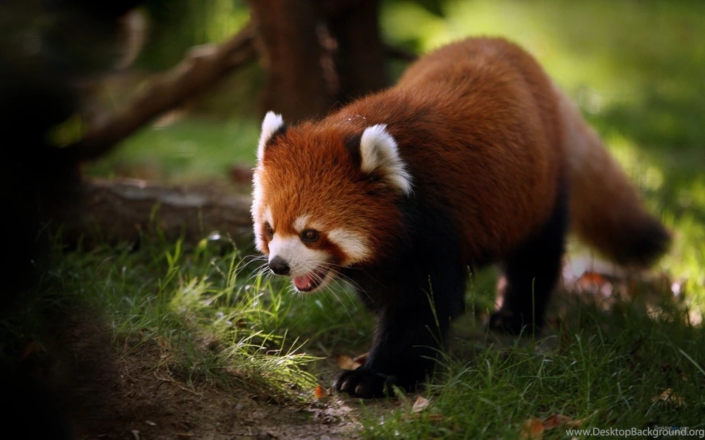 The Lovely Red Pandas HD Wallpapers 1920x1200 (02)