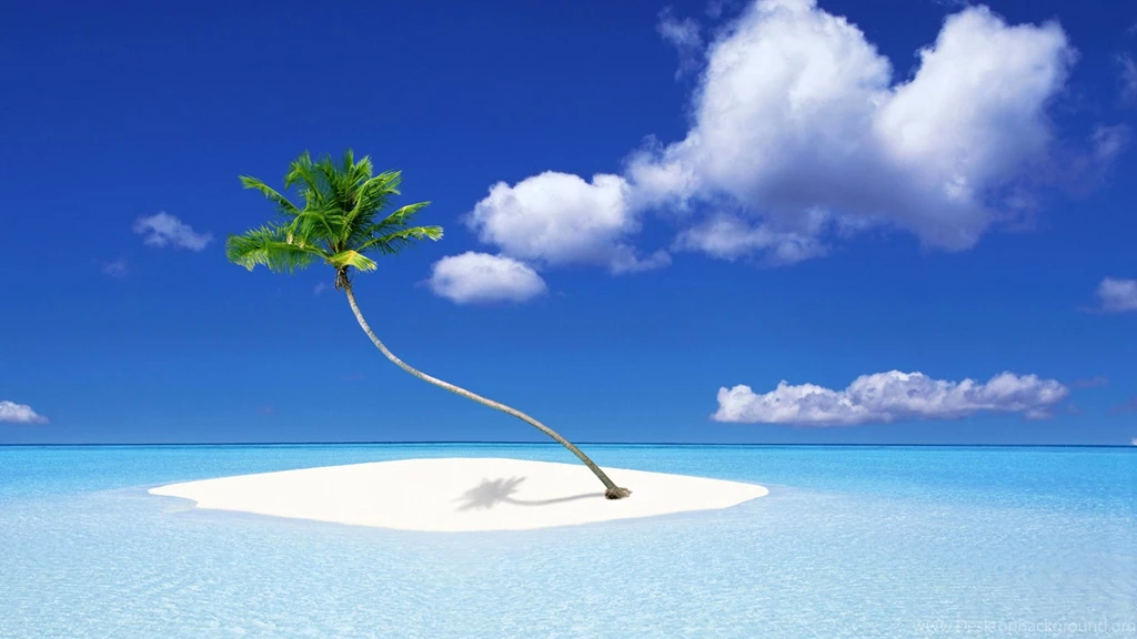Beach Palm Tree Backgrounds