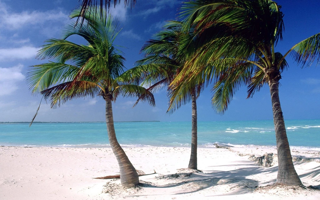 HD Palm Tree Wallpapers And Photos