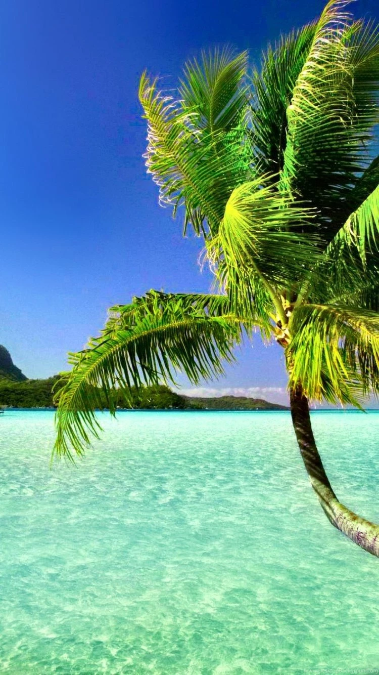 Palm Iphone 6 Wallpapers Items Share Palm Iphone 6 Wallpapers ...