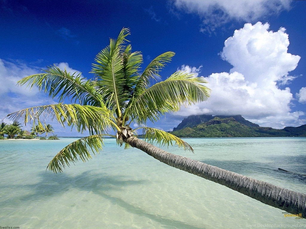 Palm Tree Beach Wallpapers (5233) Beach