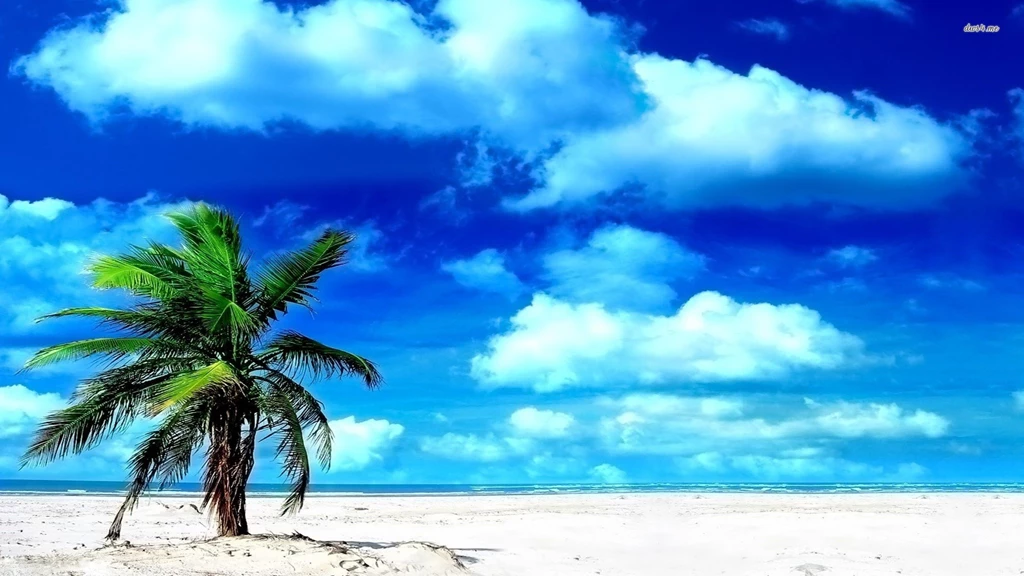 Lonely Palm Tree