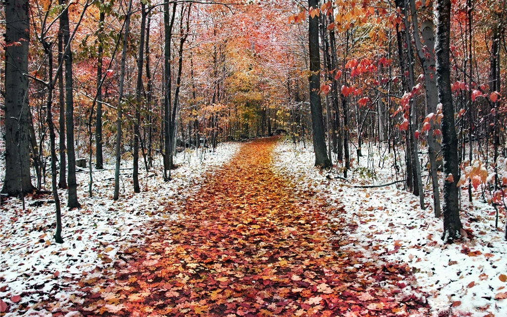 Wallpapers Download 5120x3200 Path Full With Autumn Leaves In The ...