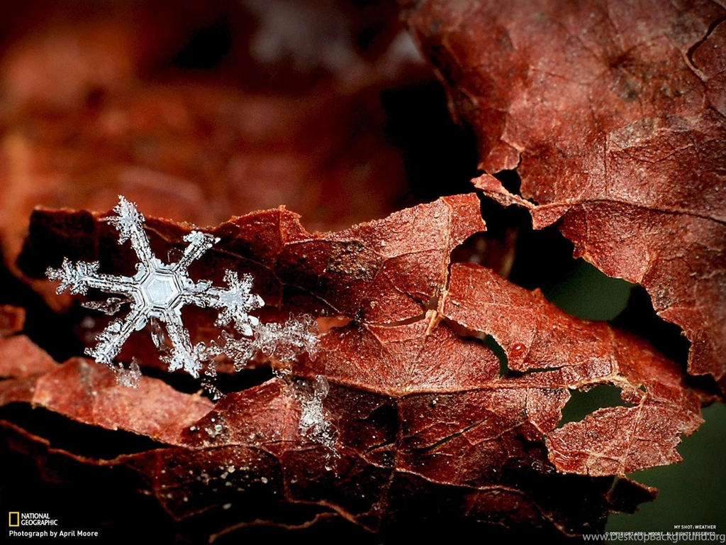 National Geographic Magazine