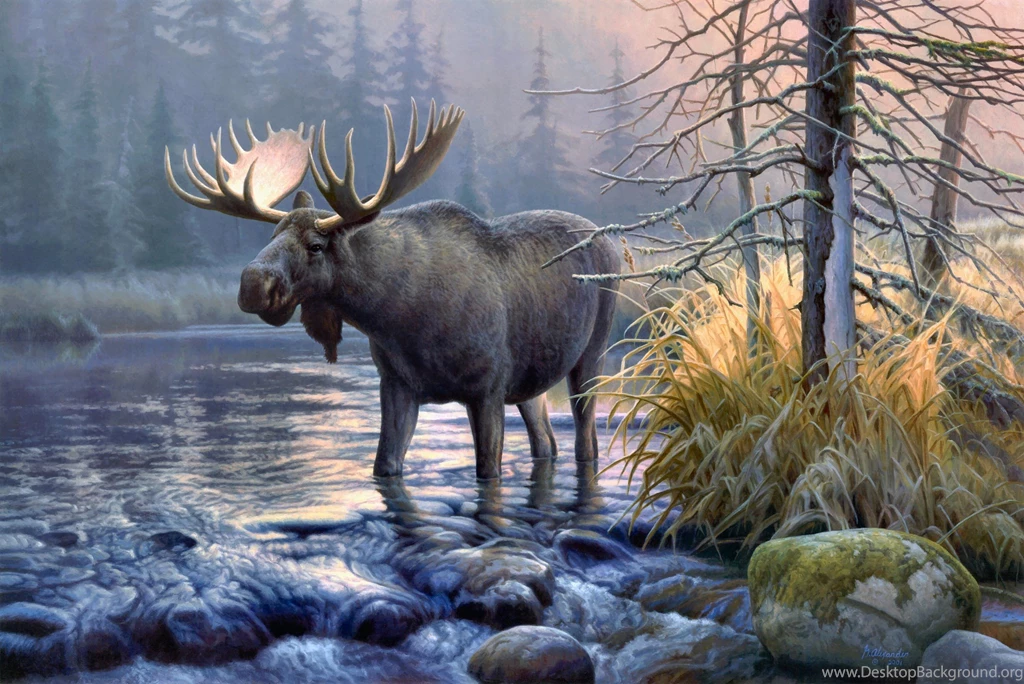 Wallpapers Animal Moose Magnificent Hd Wallpapers