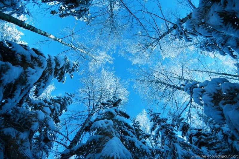 Blue Nature Winter Snow Trees Forest Cold 4368x2912 Wallpapers ...