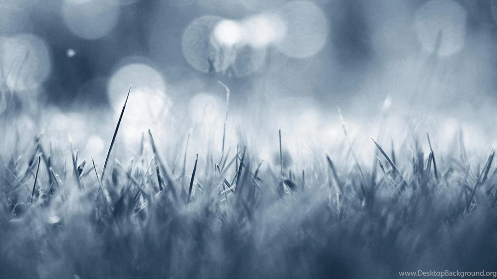 Blue Winter Cold Grass Frost Wallpapers