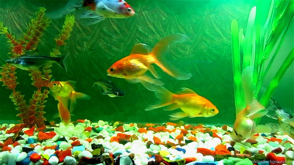 Fish Backgrounds
