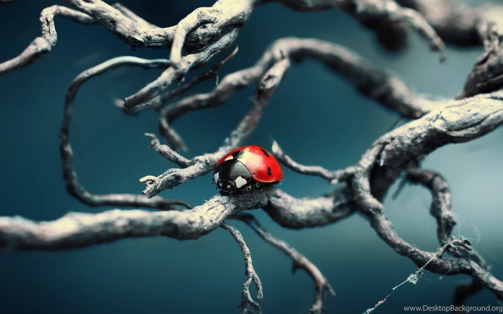 The Blue Theme With A Ladybug Wallpapers And Images   Wallpapers ...