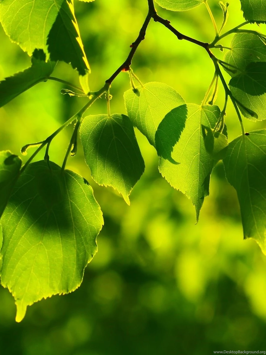 Wallpapers On Mobile Desktop Backgrounds