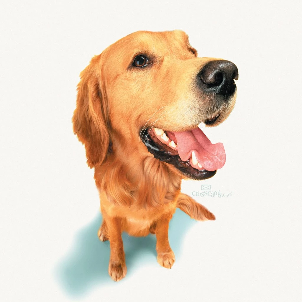 Dog Mobile Desktop Wallpapers Free Mobile Wallpapers Desktop Resimkoy