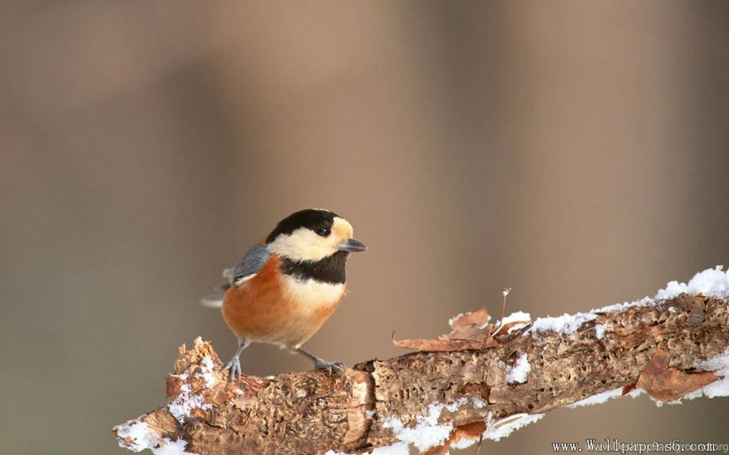 A Bird In Winter - Animal Wallpapers Free Download Wallpapers ...