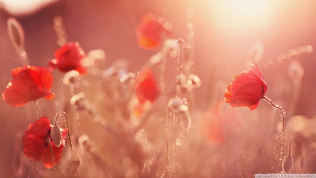 Summer Light HD Desktop Wallpapers : High Definition : Fullscreen ...