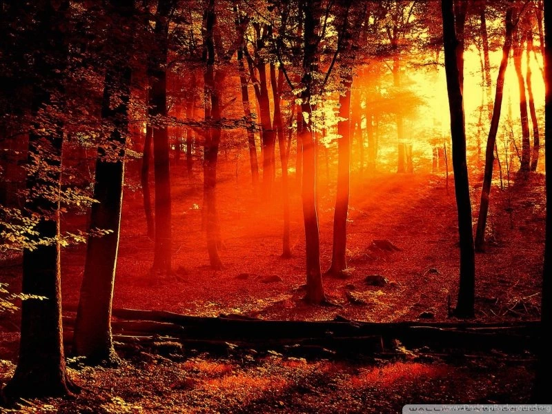 Red Light In The Forest HD Desktop Wallpapers : Widescreen : High ...