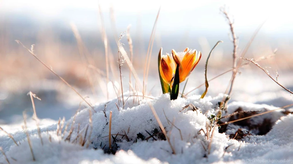 Spring Wallpapers