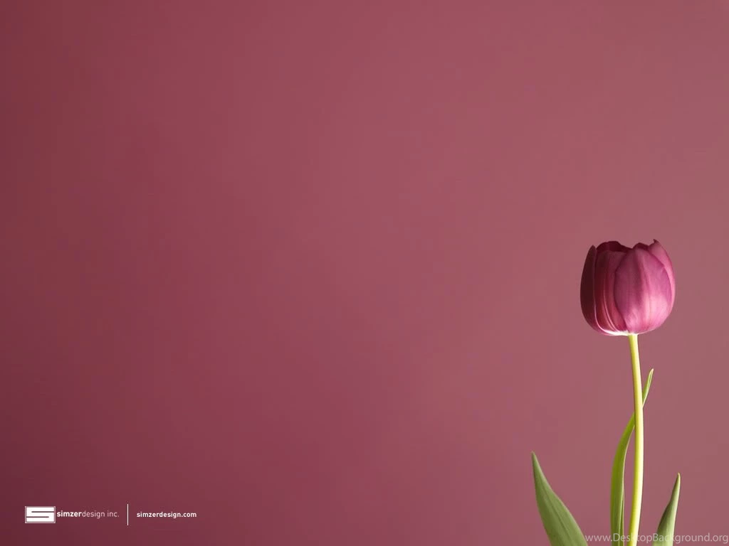 Tulips Wallpapers