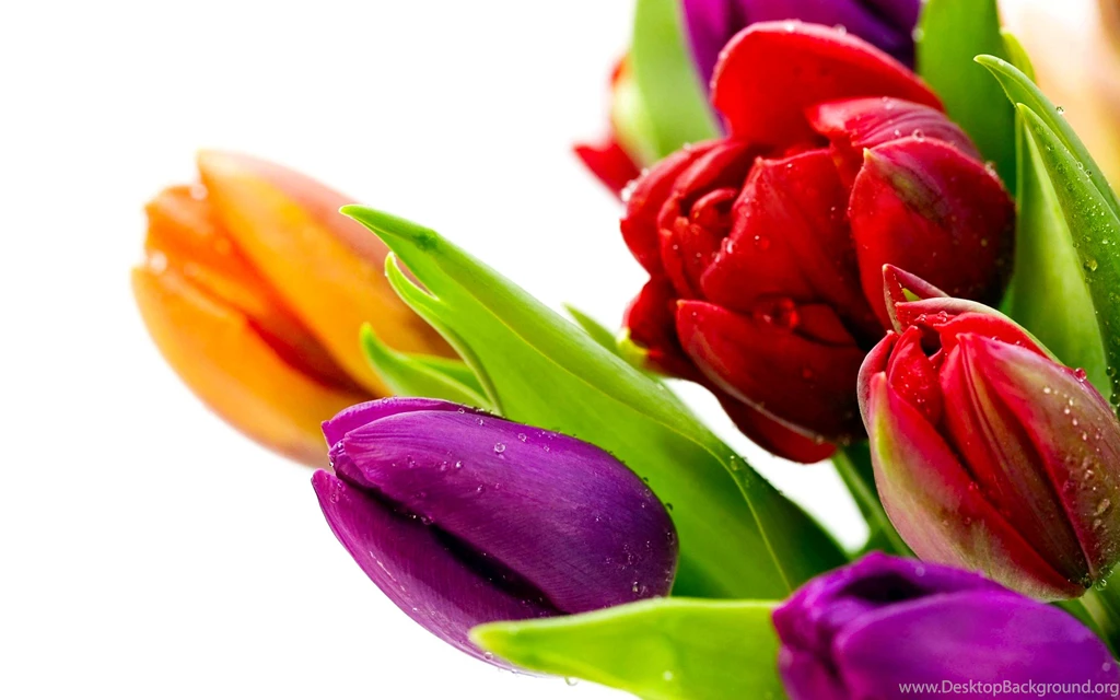 Tulip Wallpapers