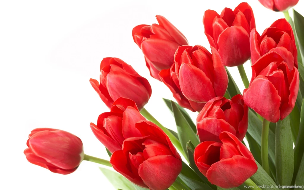 Tulip Wallpaper Backgrounds @ Collect HD