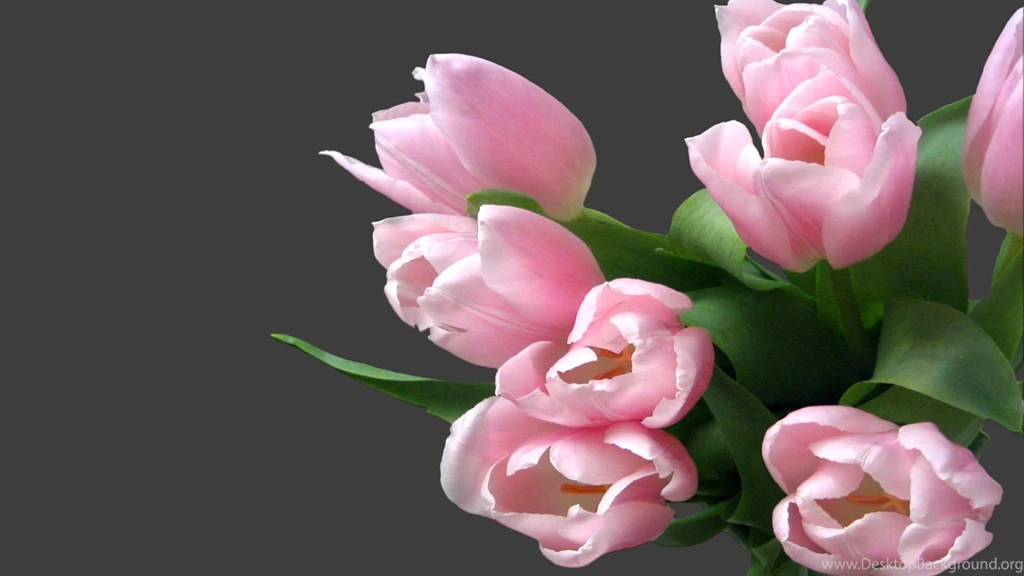 Tulip Bouquet Of Black Backgrounds Wallpapers