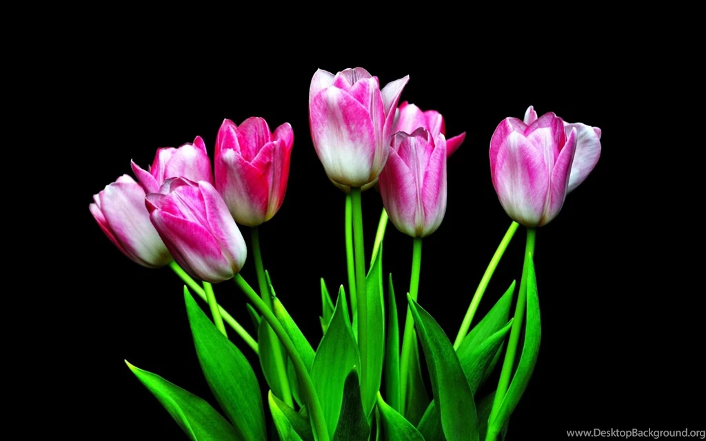 Download Wallpapers 3840x2400 Tulips, Flowers, Flower, Black ...