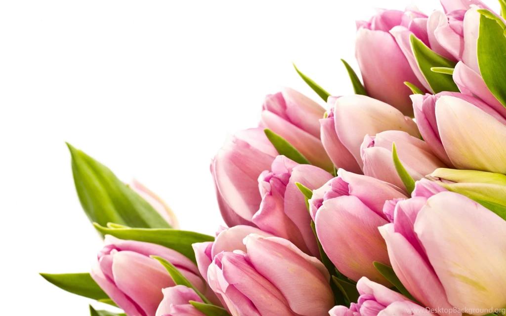 Tulips Wallpaper Backgrounds 2285 2880x1800 Px ~ UMad.com