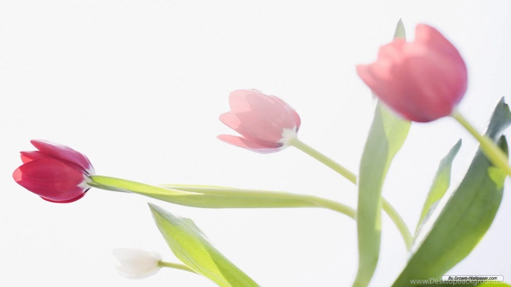 Free Wallpapers Free Flower Wallpapers Tulip 02 Wallpapers ...