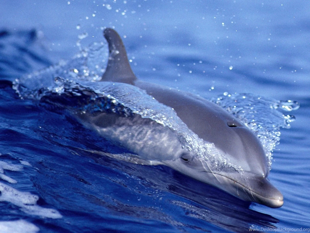Beautiful Dolphins Wallpapers