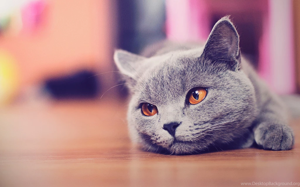 Cute Cat Wallpapers HD By AlexandruIuilian On DeviantArt