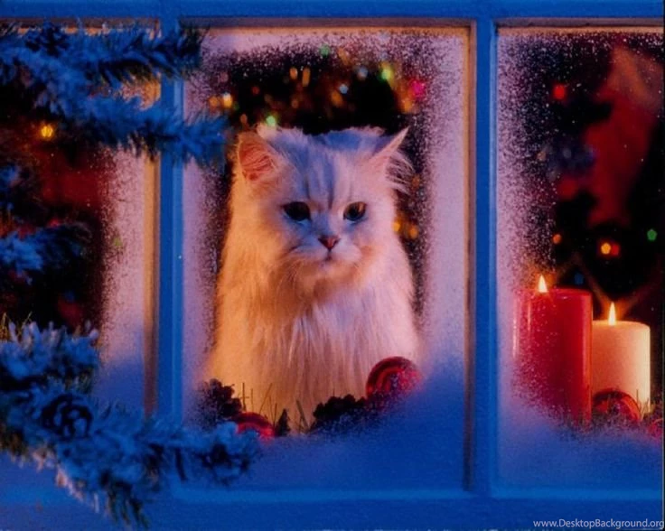 Christmas Cats On Pinterest