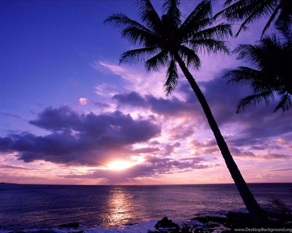 Desktop Images > Paradise > COCONUT TREE BEACH TAHITIAN PARADISE ...