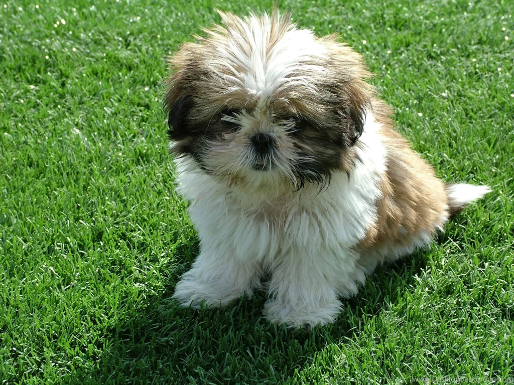 Shih Tzu Puppy My Doggy Rocks
