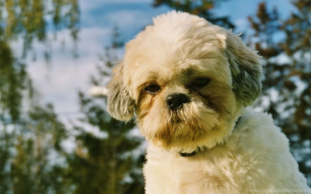 Shih Tzu Wallpapers Wallpapers Cave