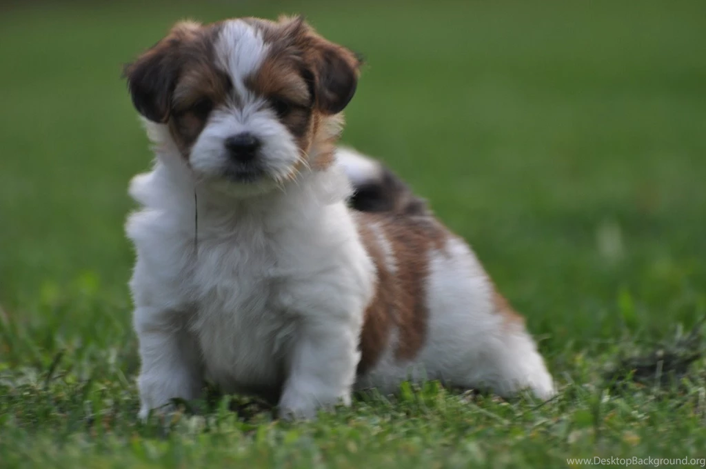 Pictures Of Shitzu Puppies   Wallpapers HD Wide