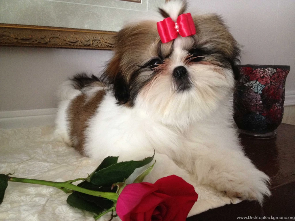 Shih Tzu And Poodle Mixed 4 High Resolution Wallpapers ...