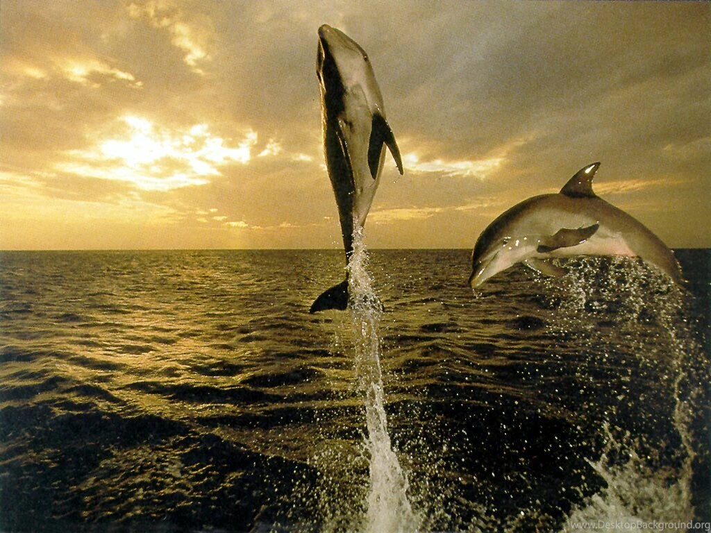 Desktop Wallpapers