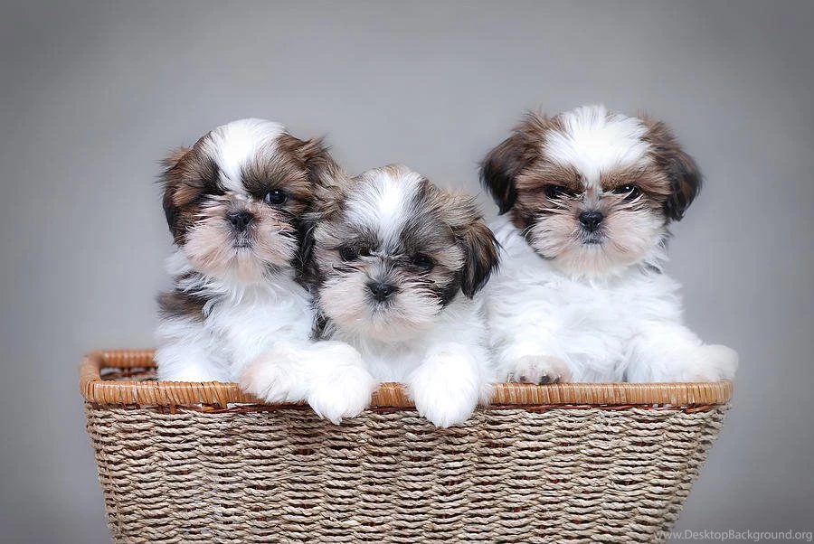 48 Very Cute Shih Tzu Puppy Pictures And Photos