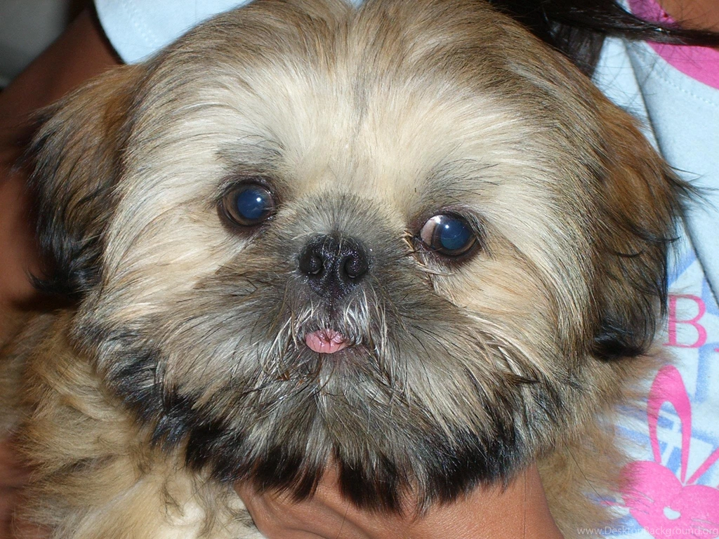 Shih Tzu Puppy >> HD Wallpaper, Get It Now!