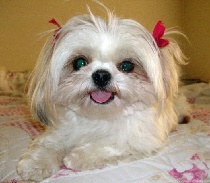 Funny Shih Tzu