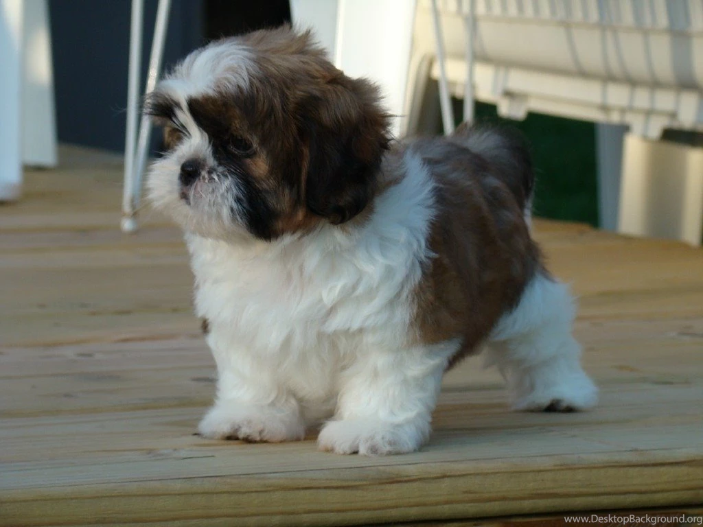 Shih Tzu Wallpapers