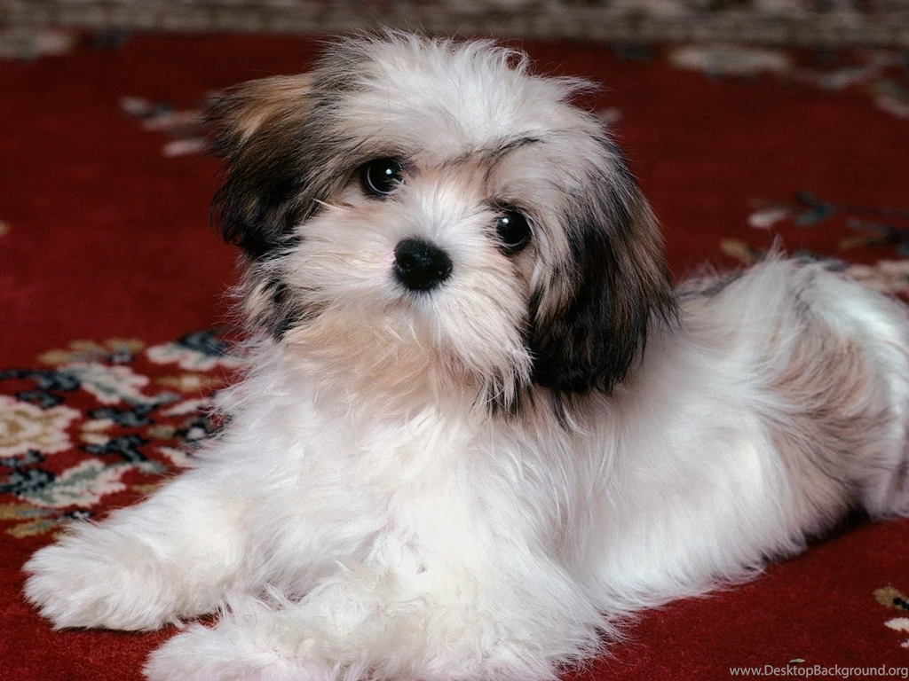 Cute Puppy