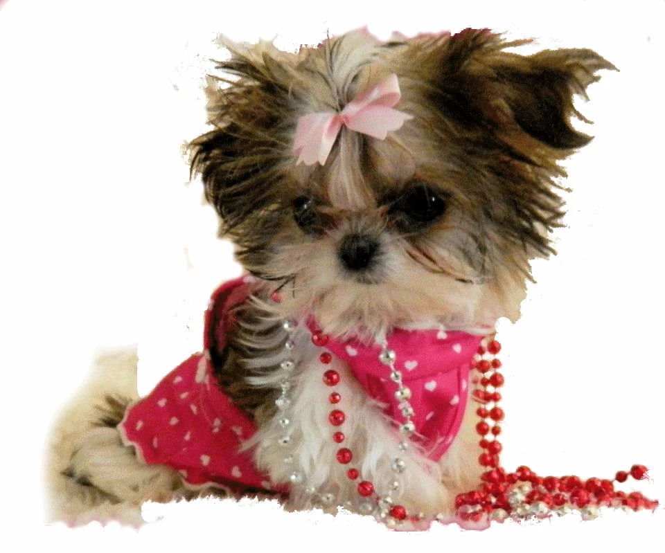 Teacup Shih Tzu Hd Cool 7 HD Wallpapers
