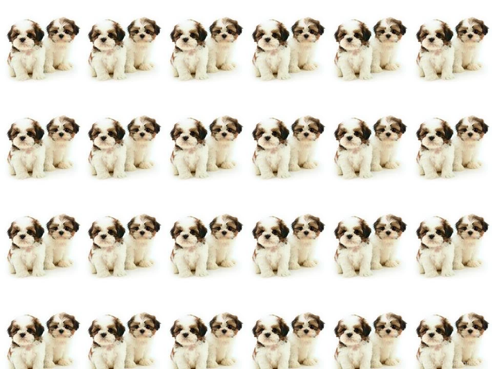 ShihTzuPuppiesWallPaper.jpg