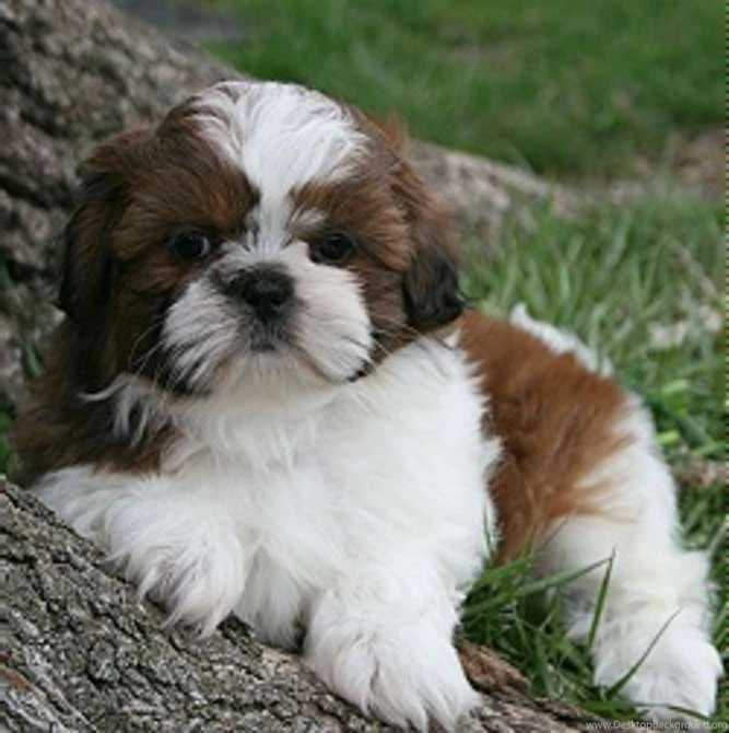 Gallery Adult Shih Tzu With Puppy Cut